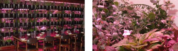 LED Grow Lights In Indoor Gardens